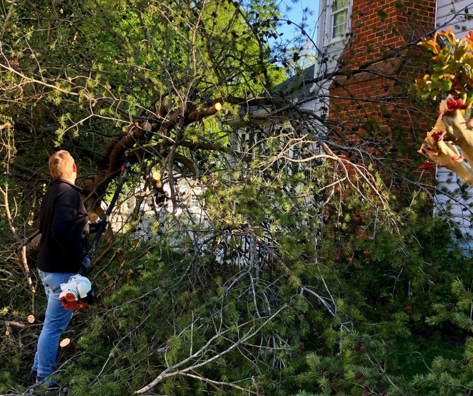 Tree Services in Chesterfield & Richmond | Peachers tree trimming in richmond virginia