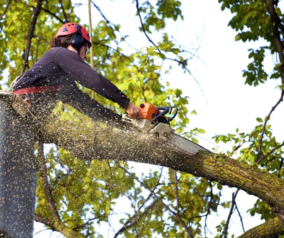 Tree Services in Chesterfield & Richmond | Peachers tree removal in richmond va