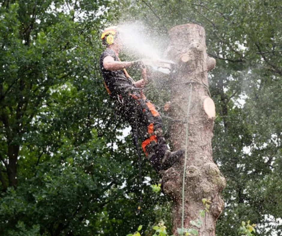 Tree Services in Chesterfield & Richmond | Peachers climber cutting tree down in richmond va